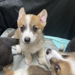 Tiny - White and red female Pembroke Welsh Corgi puppy in Clear Spring, Maryland from Rose Petal Farm