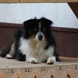 Poppy - Toy Australian Shepherd
