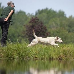 Labrador Retriever Puppies from Bristol Bay Labradors