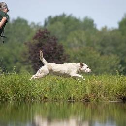 Labrador Retriever Puppies from Bristol Bay Labradors