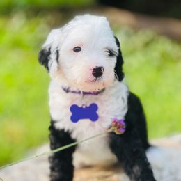 Poppy - Black and white Sheepadoodle puppy in Knoxville, Tennessee from Fleury Farm Doodles TN