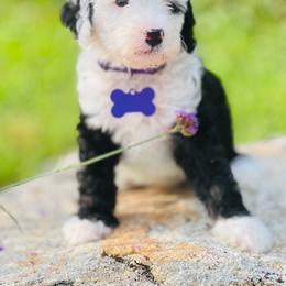 Poppy - Black and white Sheepadoodle puppy in Knoxville, Tennessee from Fleury Farm Doodles TN