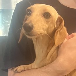 Olivia - Dachshund