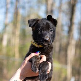 Dutch Shepherd Puppies from Faberge Hollandse Herdershond