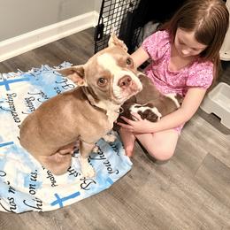 Little Bit - Boston Terrier