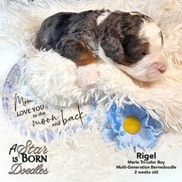 Rigel - Blue Collar - Blue merle male Bernedoodle puppy in Jackson, Michigan from A Star is Born Doodles