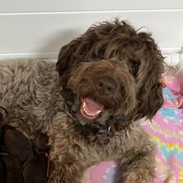 Maple  - Newfipoo