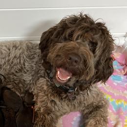 Maple  - Newfipoo