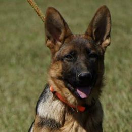 German Shepherds and Golden Retrievers from A&K Elite Kennel’s