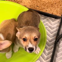 Charles Black - Sable male Pembroke Welsh Corgi puppy in Snellville, Georgia from Laur's Classic Corgis