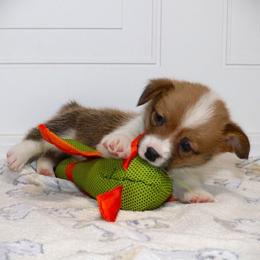 AKC Grey ID Girl - Red female Pembroke Welsh Corgi puppy in Ash Flat, Arkansas from Arkansas Corgis