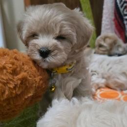 Ivy - Cream female Maltipoo puppy in Arkansas from Brew House
