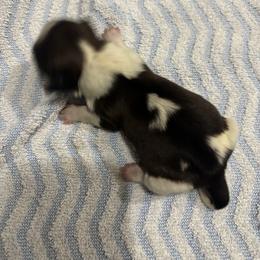 Shihtzu Maltese mix - Cream and white male Shih Tzu puppy in Manlius, New York from Dorothy Agrippino's Shih Tzus