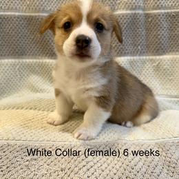 White Collar (female) - Red Pembroke Welsh Corgi puppy in Paris, Kentucky from Laurel Glen Farm Corgis