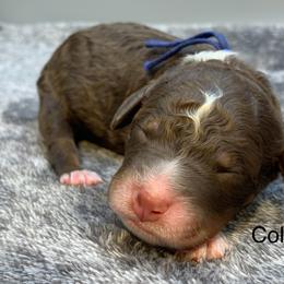Colton - Chocolate merle male Bernedoodle puppy in New Ringgold, Pennsylvania from Hawk Mountain Doodles