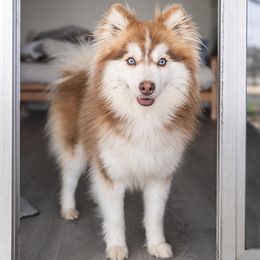 Wally - Pomsky