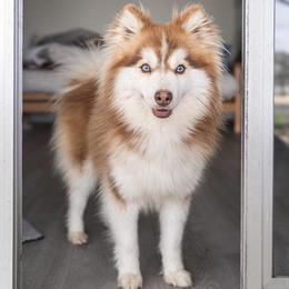 Wally - Pomsky