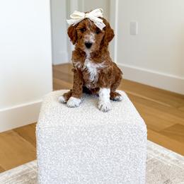 SMOOCH - Red  female Goldendoodle puppy in Bell Buckle, Tennessee from Precious Puptown Doodles