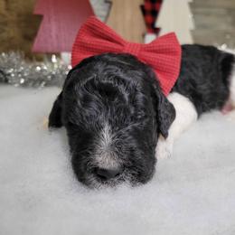 Rocky - Black male Goldendoodle puppy in Woodburn, Indiana from DNLS Doodle Puppies