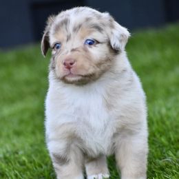 Reba - Red merle female Australian Shepherd puppy in Oak Hill, Florida from Swingin T Ranch LLC