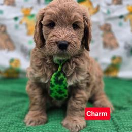 Charm - Apricot male Goldendoodle puppy in Summerville, South Carolina from Channys Doodles