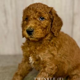 Twinkle - Goldendoodle puppy from Golden Life Doodles