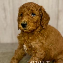 Twinkle - Goldendoodle puppy from Golden Life Doodles