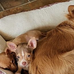 Chihuahuas from Yaya's Chihuahuas