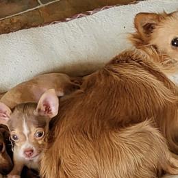 Chihuahuas from Yaya's Chihuahuas