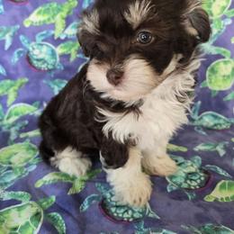 Willow - Chocolate female Havanese puppy in Mason City, Iowa from Hoku Havanese