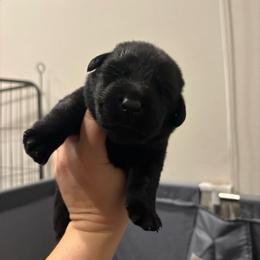 Red - Black male Labrador Retriever puppy in Menifee, California from The Golden Leash Kennels