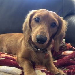 Sunny - Dachshund