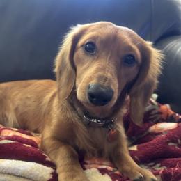 Sunny - Dachshund
