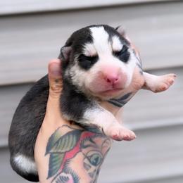Girl 2 - Black and white female Siberian Husky puppy in Solon Springs, Wisconsin from Werpstead Shorties