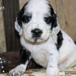 Porter - Black and white male English Springer Spaniel puppy in Winchester, Kentucky from Hidden Springs Farm