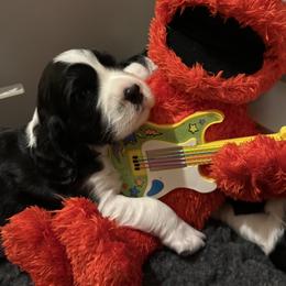 English Springer Spaniel Puppies from Everlark English Springer Spaniels