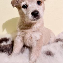 Duroc - Red speckled male Australian Cattle Dog puppy in Pierpont, Ohio from Spotted Ewe ACDs