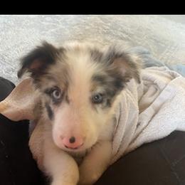 Border Collie Puppies from Lauren Stokes