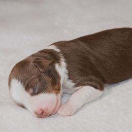 Miniature Australian Shepherd Puppies from Bellewynd Acres