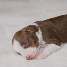 Miniature Australian Shepherd Puppies from Bellewynd Acres