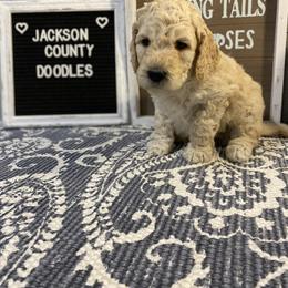 Aussiedoodle and Goldendoodle Puppies from Jackson County Doodles