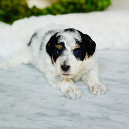 Cupcake - female Maltipoo puppy in West Jordan, Utah from Doodles Friend