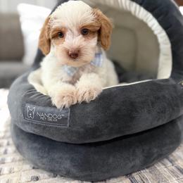 Heath - Caramel cream male Australian Labradoodle puppy in Calhoun, Louisiana from Arrowhead Australian Labradoodles
