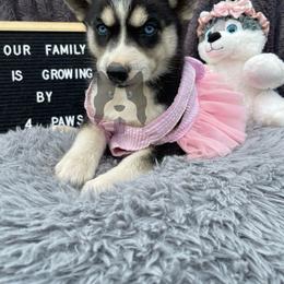 Neptune - Black tan and white female Siberian Husky puppy in Lagro, Indiana from Siberian Huskies-Beckham the Great