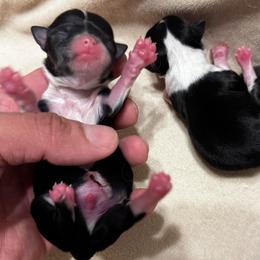 TBD 1 - Black and white male Chihuahua puppy in Davenport, Florida from Clan Cordovathone