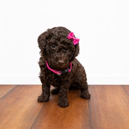 Blaine - Brown female Poodle puppy in Nacogdoches, Texas from Nacadoodles