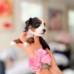 Kida-pink - Tri-color female Bernedoodle puppy in Ontario, California from Teddy Doodles & Standard Poodles