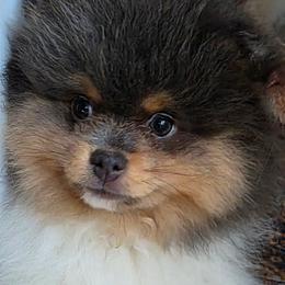 AKC Skye Blue tri-color parti - Blue parti male Pomeranian puppy in Gloversville, New York from ADKPOM Adirondack Pomeranians