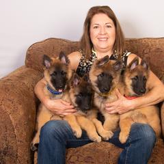 Belgian Tervuren Puppies from Meadowpark Belgian Tervuren, LLC