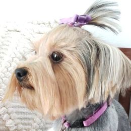 Yorkshire Terriers from Alsop's Precious Paws